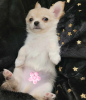 Photo №3. Healthy, purebred, long-haired boy Chihuahua puppy.. Poland