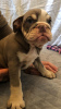 Photo №4. I will sell english bulldog in the city of Tegernsee. private announcement, from nursery - price - 475$