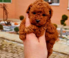 Photo №2 to announcement № 112494 for the sale of poodle (toy) - buy in Serbia 