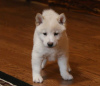 Photo №1. shiba inu - for sale in the city of Dercekliai | 370$ | Announcement № 78524