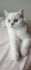 Photo №3. Kittens - the best representatives of the British shorthair (chinchilla) BRI ns. Ukraine