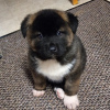 Photo №3. Gorgeous Akita puppies male and female. Germany