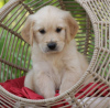 Photo №3. Healthy cute golden retriever puppies available now. Netherlands