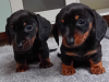 Photo №2 to announcement № 121301 for the sale of dachshund - buy in Germany breeder