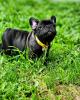 Photo №1. french bulldog - for sale in the city of Heidelberg | 380$ | Announcement № 127372