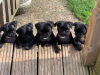 Photo №4. I will sell pug in the city of Berlin. private announcement - price - 449$