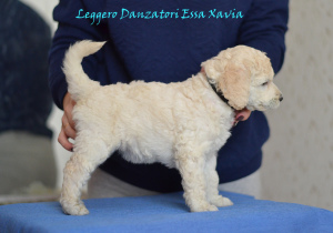 Photo №3. Great Poodle (white, black, silver). Russian Federation