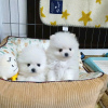 Photo №4. I will sell pomeranian in the city of Jeddah.  - price - negotiated