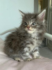 Photo №3. Healthy Maine Coon Kittens available. Germany