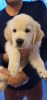 Photo №1. golden retriever - for sale in the city of Амстердам | 475$ | Announcement № 115299