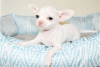 Photo №3. Adorable Chihuahua Puppies for free adoption. Germany