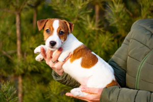 Photo №2 to announcement № 4019 for the sale of jack russell terrier - buy in Belarus from nursery