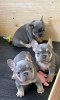 Photo №2 to announcement № 80048 for the sale of french bulldog - buy in Finland private announcement, breeder