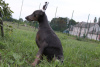 Photo №2 to announcement № 11443 for the sale of dobermann - buy in Ukraine private announcement