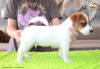 Photo №2 to announcement № 107631 for the sale of jack russell terrier - buy in Poland breeder