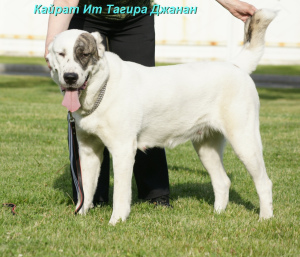 Additional photos: Central Asian Shepherd Puppy White Boy