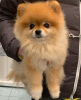 Photo №1. pomeranian - for sale in the city of Kaunas | negotiated | Announcement № 82915