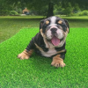 Photo №2 to announcement № 48043 for the sale of french bulldog - buy in Sweden breeder