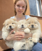 Photo №1. chow chow - for sale in the city of Long Beach | 350$ | Announcement № 83565