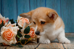 Photo №4. I will sell welsh corgi in the city of Pushkino. private announcement - price - negotiated
