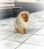 Photo №2 to announcement № 93237 for the sale of pomeranian - buy in Belarus breeder