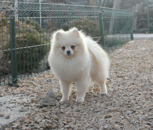 Photo №4. I will sell pomeranian in the city of Krasnoyarsk. from nursery - price - negotiated