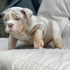 Photo №2 to announcement № 24951 for the sale of english bulldog - buy in Italy from nursery