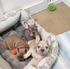 Photo №1. french bulldog - for sale in the city of Berlin | negotiated | Announcement № 119976