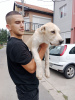 Photo №2 to announcement № 24660 for the sale of central asian shepherd dog - buy in Serbia breeder