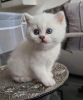 Photo №2 to announcement № 96471 for the sale of british shorthair - buy in United States breeder
