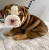 Photo №2 to announcement № 75760 for the sale of english bulldog - buy in Lithuania private announcement, breeder