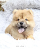 Photo №3. Chow chow puppy. Germany