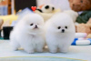 Photo №1. pomeranian - for sale in the city of Bern | 475$ | Announcement № 111997