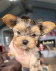 Additional photos: Yorkshire Terrier , 2 months old Pure breed