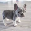 Photo №1. french bulldog - for sale in the city of Амстердам | negotiated | Announcement № 83120