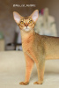 Photo №1. abyssinian cat - for sale in the city of Rostov-on-Don | 716$ | Announcement № 58181