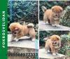 Photo №1. shiba inu - for sale in the city of Tbilisi | 1300$ | Announcement № 12053