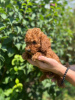 Photo №3. Red poodle. Serbia