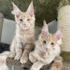 Photo №1. maine coon - for sale in the city of Murnau am Staffelsee | 423$ | Announcement № 120839