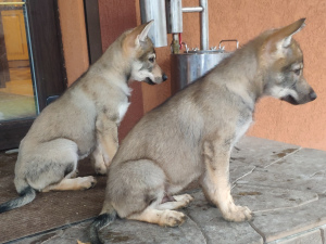 Additional photos: Czechoslovakian wolfdog puppies for sale