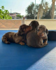 Photo №3. Amazing Vaccinated dachshund puppies available now for loving homes. United States