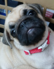 Photo №2 to announcement № 96069 for the sale of pug - buy in Netherlands private announcement