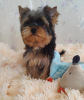 Photo №3. Yorkshire terrier. Boy's and girl's.. Germany