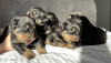 Photo №3. Kennel Club Registered beautiful Rottweiler Puppies. United Kingdom