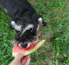 Additional photos: Miniature schnauzer puppy, color black with silver