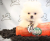 Photo №1. pomeranian - for sale in the city of Basel | negotiated | Announcement № 17402