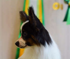 Photo №4. I will sell papillon dog in the city of Arkhangelsk. private announcement - price - 484$