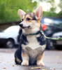 Photo №2 to announcement № 24726 for the sale of welsh corgi - buy in Russian Federation from nursery