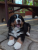 Photo №1. bernese mountain dog - for sale in the city of Новая Каховка | 275$ | Announcement № 12848