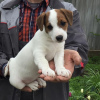 Photo №1. jack russell terrier - for sale in the city of Stavropol | 267$ | Announcement № 10132